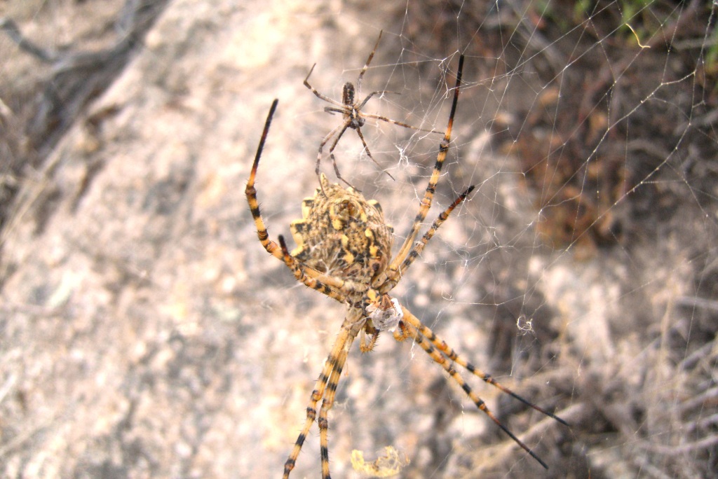 Argiope lobata e Argiope trifasciata - Cagliari